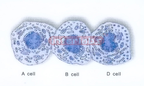 HUMAN CELL COLLECTION (A.B.D)